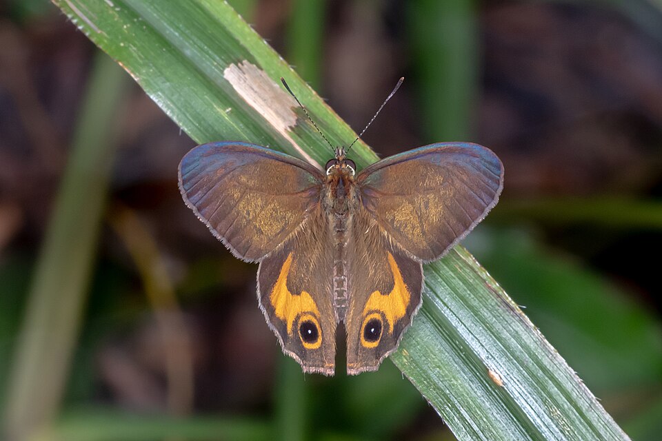 Photo of Brown ringlet