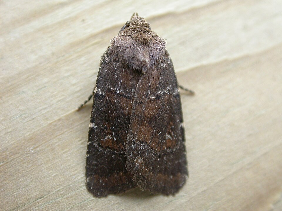 Photo of Brown rustic