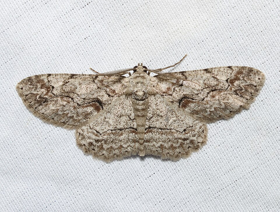 Photo of Brown-shaded gray