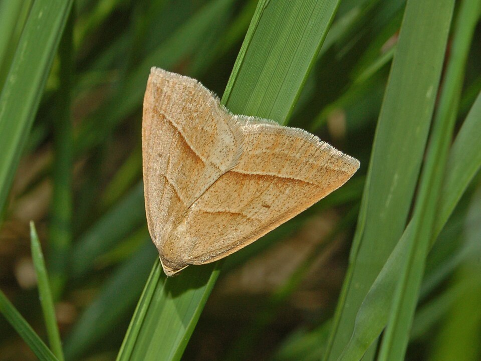 Photo of Brown silver-line