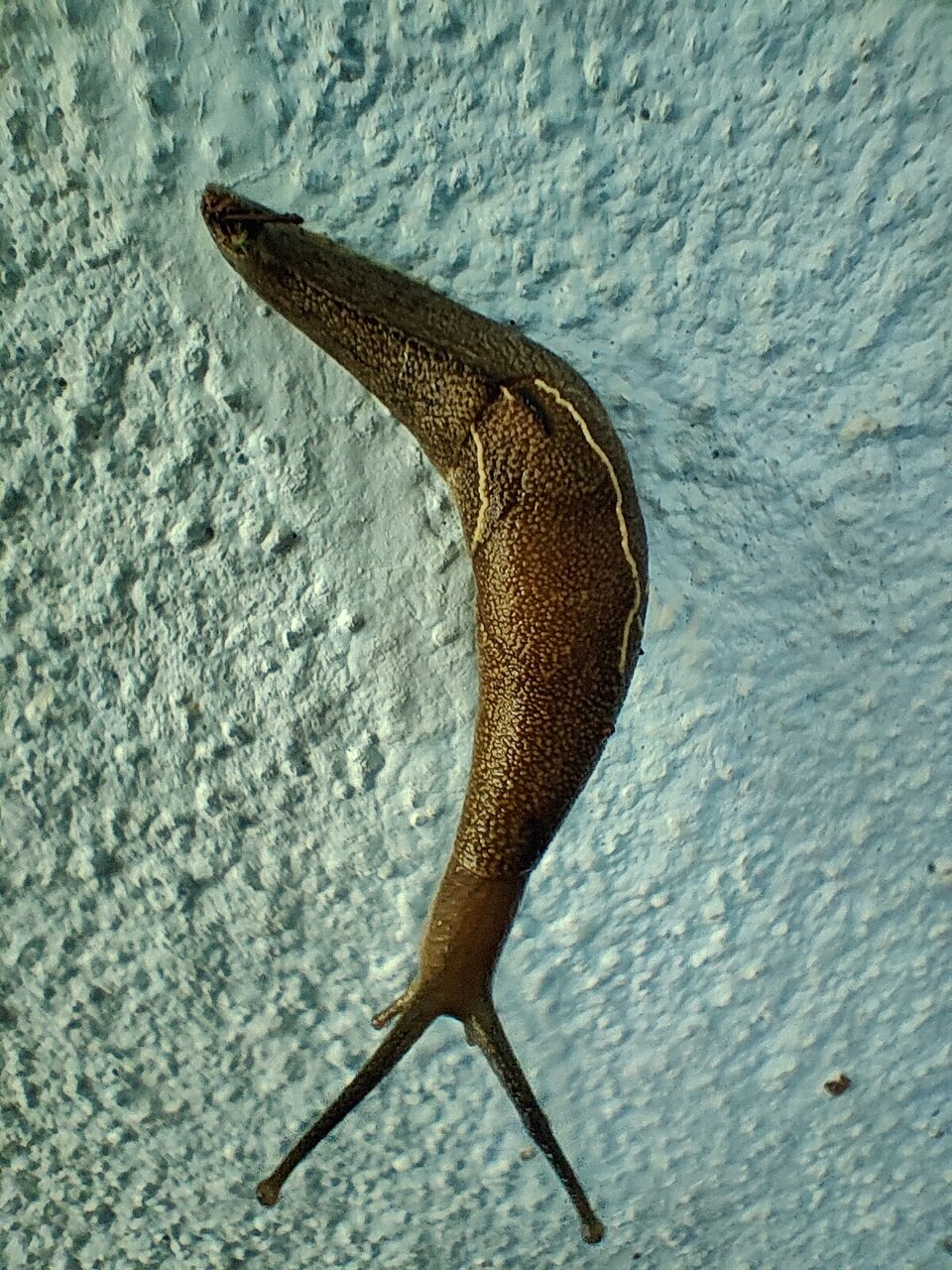 Photo of Brown slug