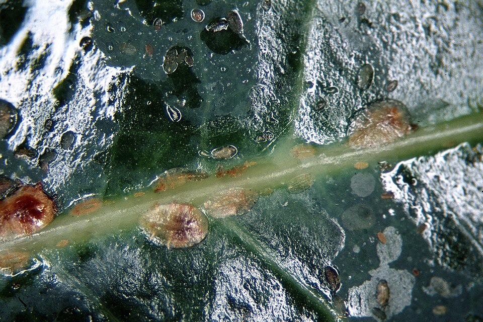 Photo of Brown soft scale