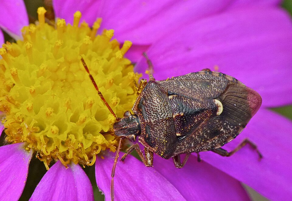 Photo of Brown soldier bug