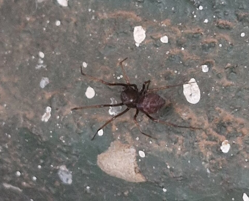 Photo of Brown spitting spider