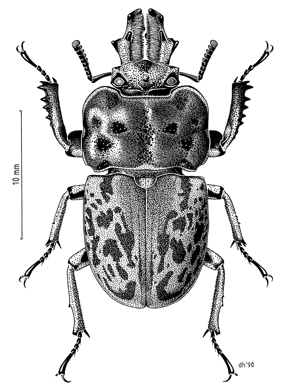 Photo of Brown stag beetle