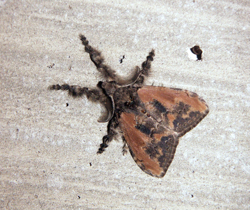 Photo of Brown tussock moth