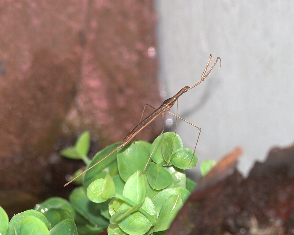 Photo of Brown waterscorpion