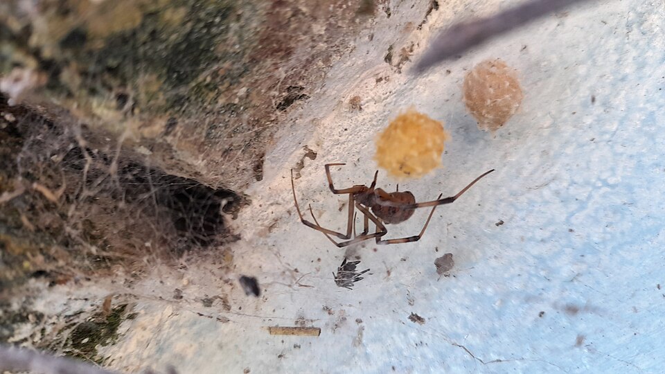 Photo of Brown widow