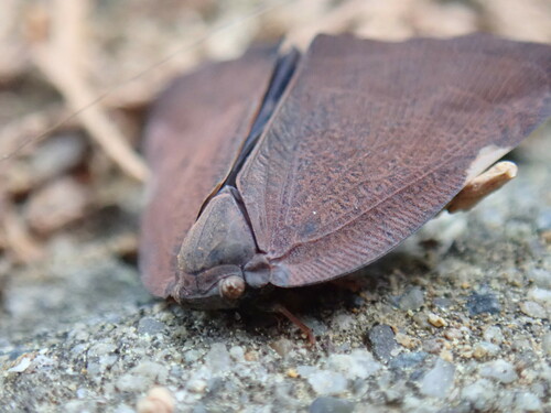 Photo of Brown winged plant hopper