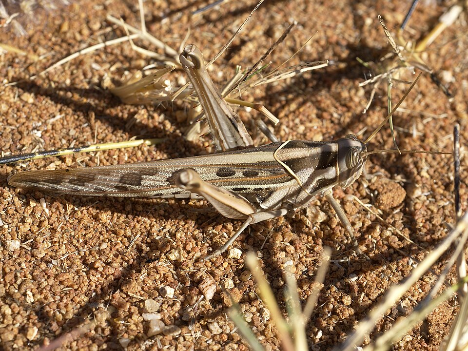 Photo of Brown-spotted locust