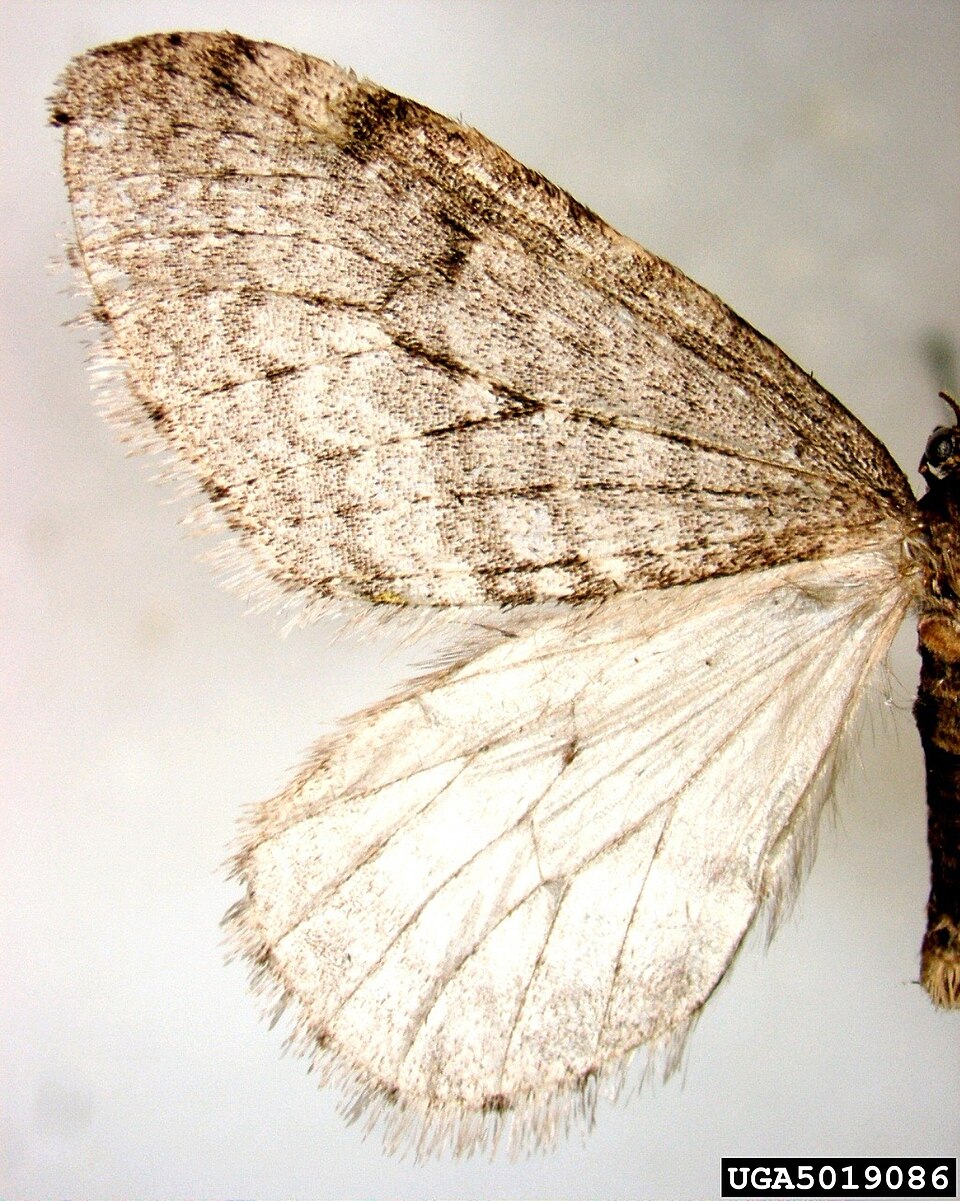 Photo of Bruce spanworm moth