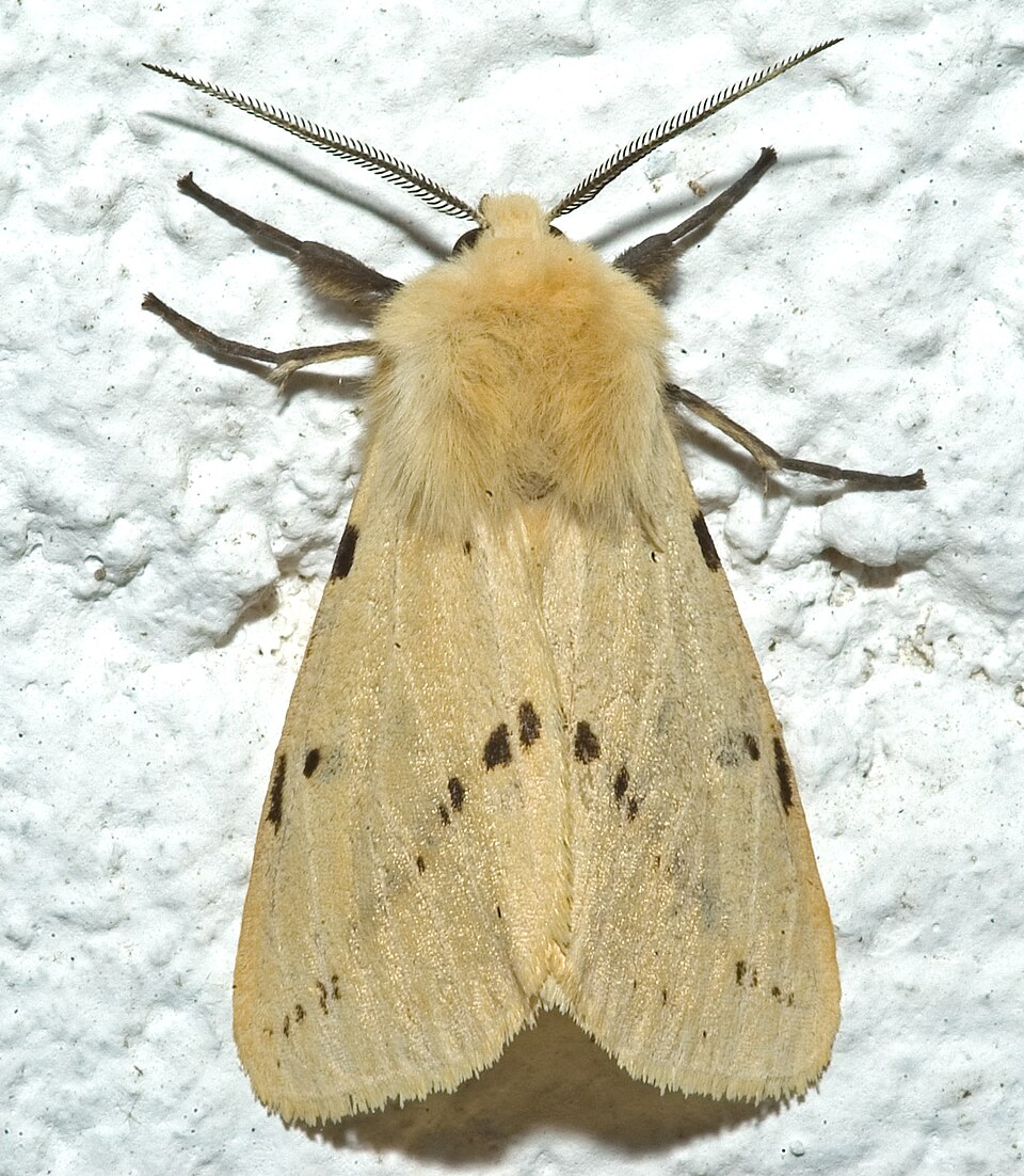 Photo of Buff ermine
