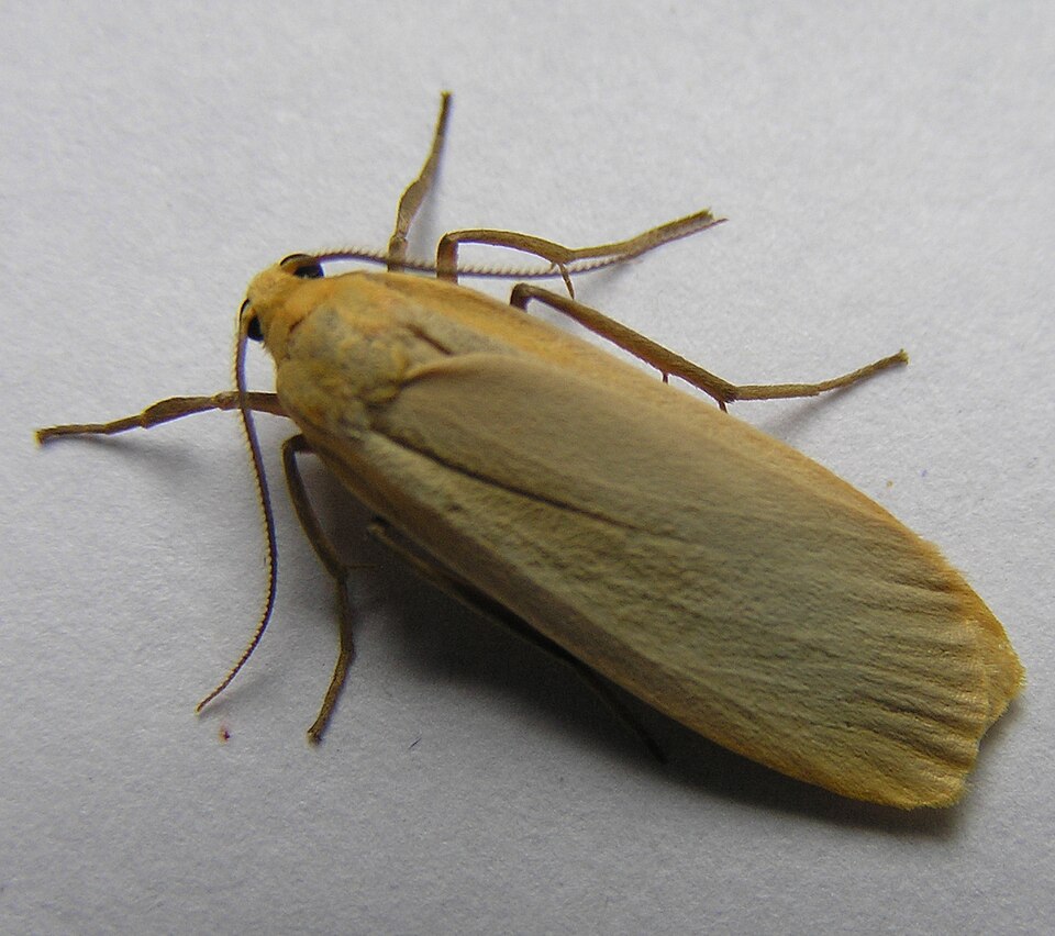 Photo of Buff footman