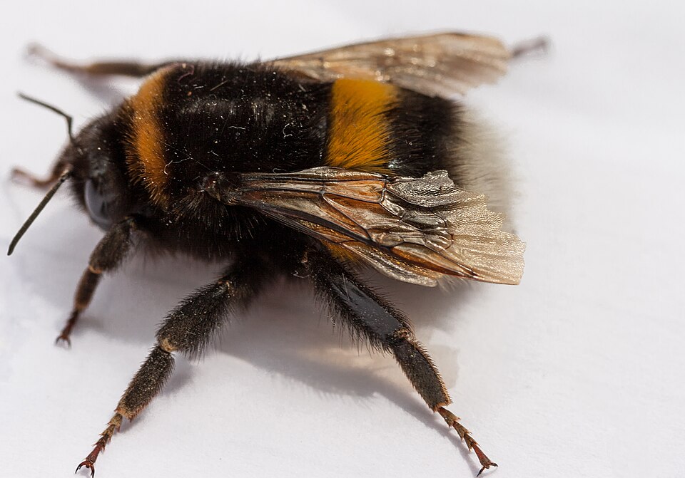 Photo of Buff-tailed bumblebee