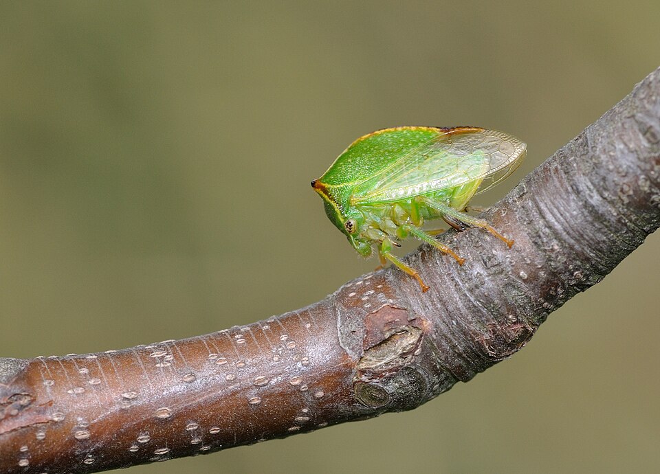 Photo of Buffalo treehopper