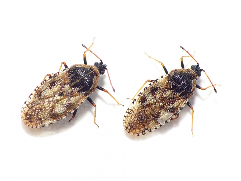 Photo of Bugloss lace bug