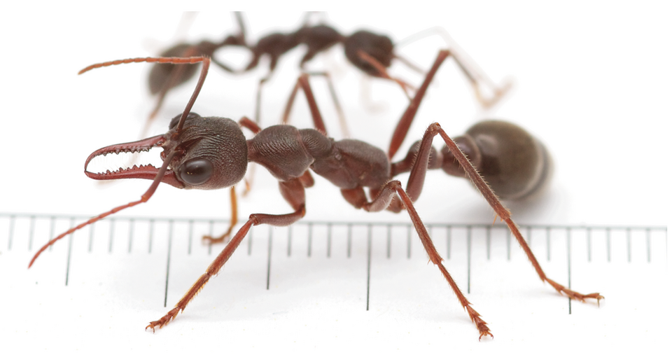 Photo of Bull ant