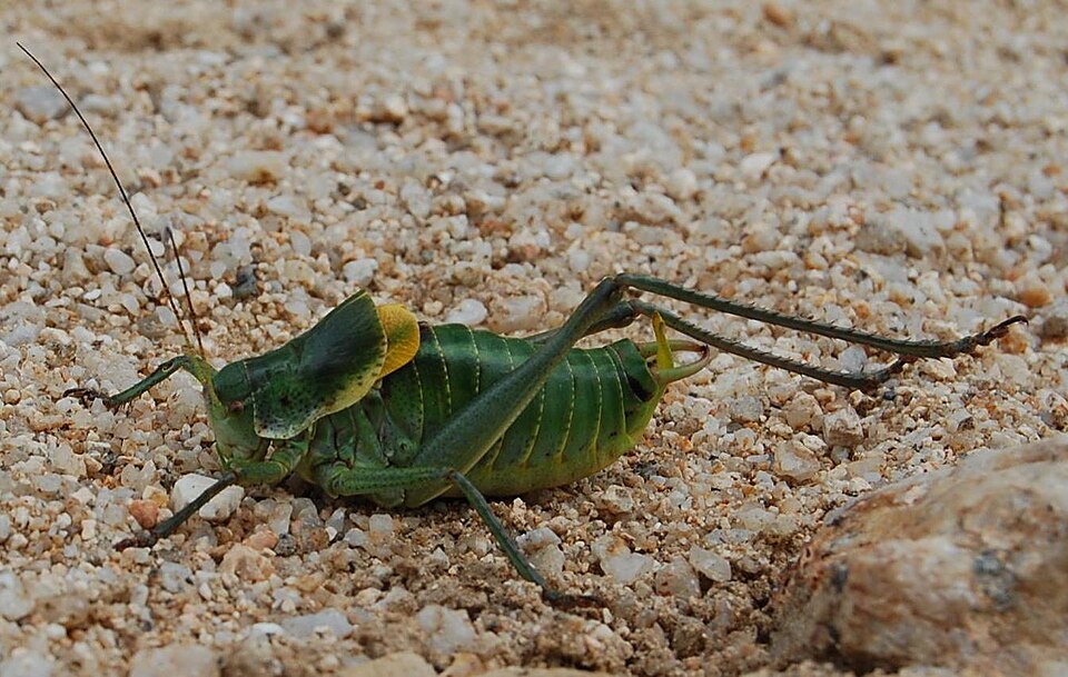 Photo of Bull bush-cricket