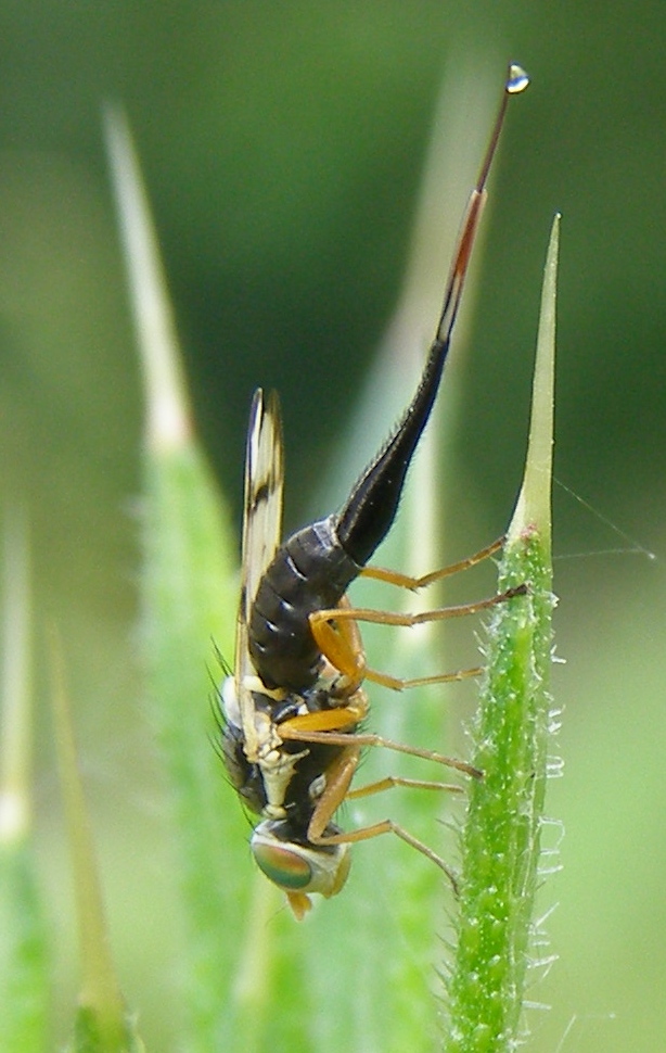 Photo of Bull thistle gall fly