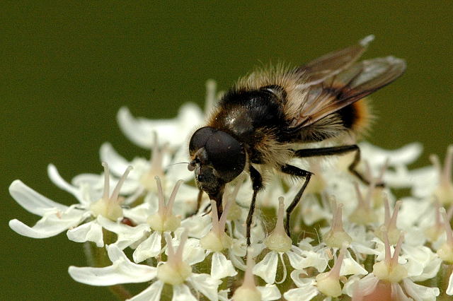 Photo of Bumblebee blacklet