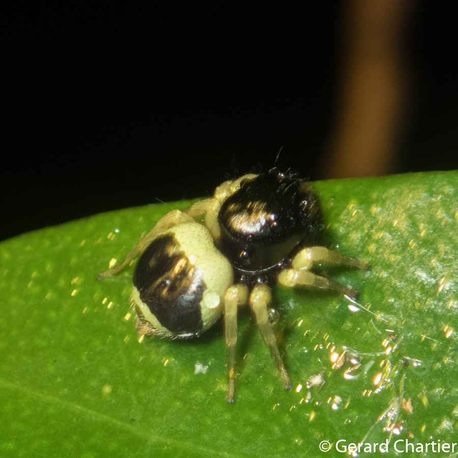 Photo of Bumblebee jumper