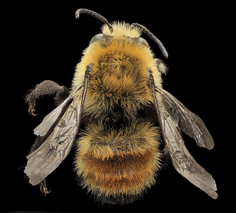 Photo of Bumblebee-like digger bee