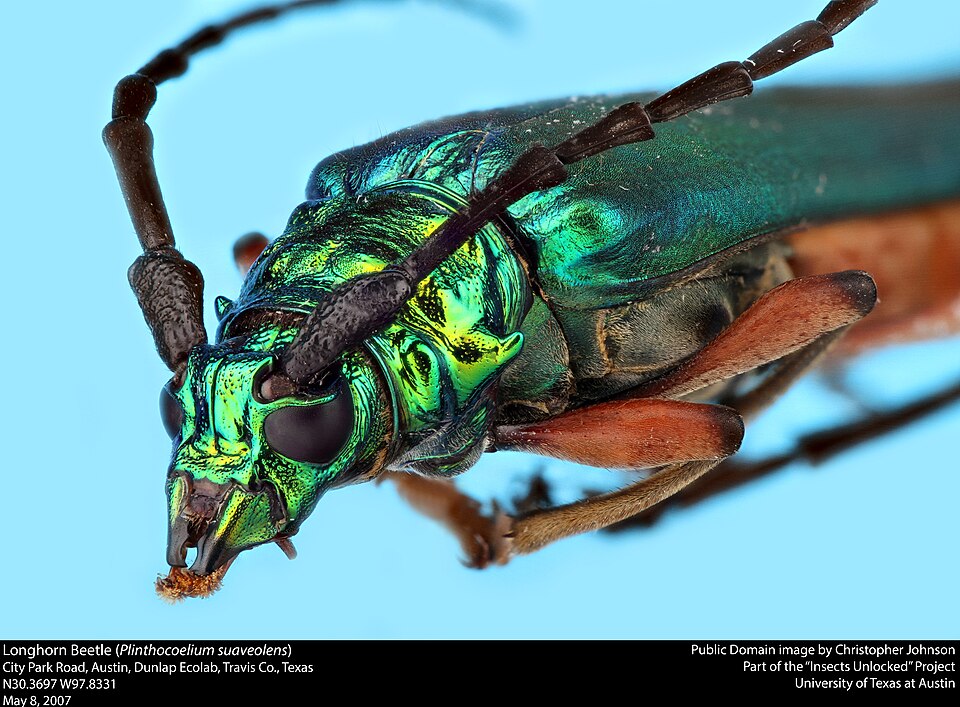Photo of Bumelia borer