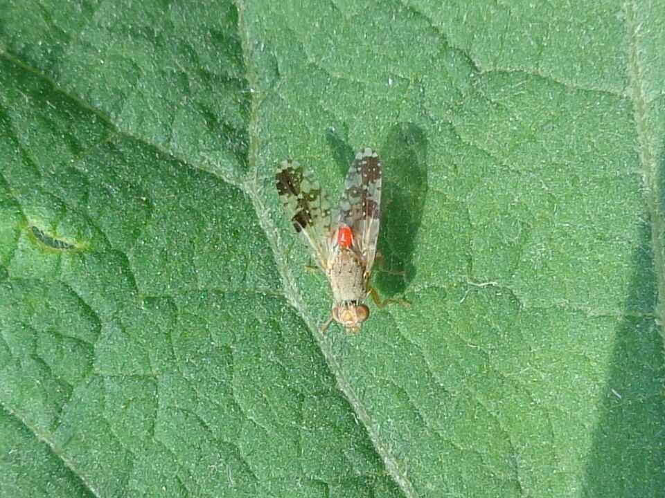 Photo of Burdock fly