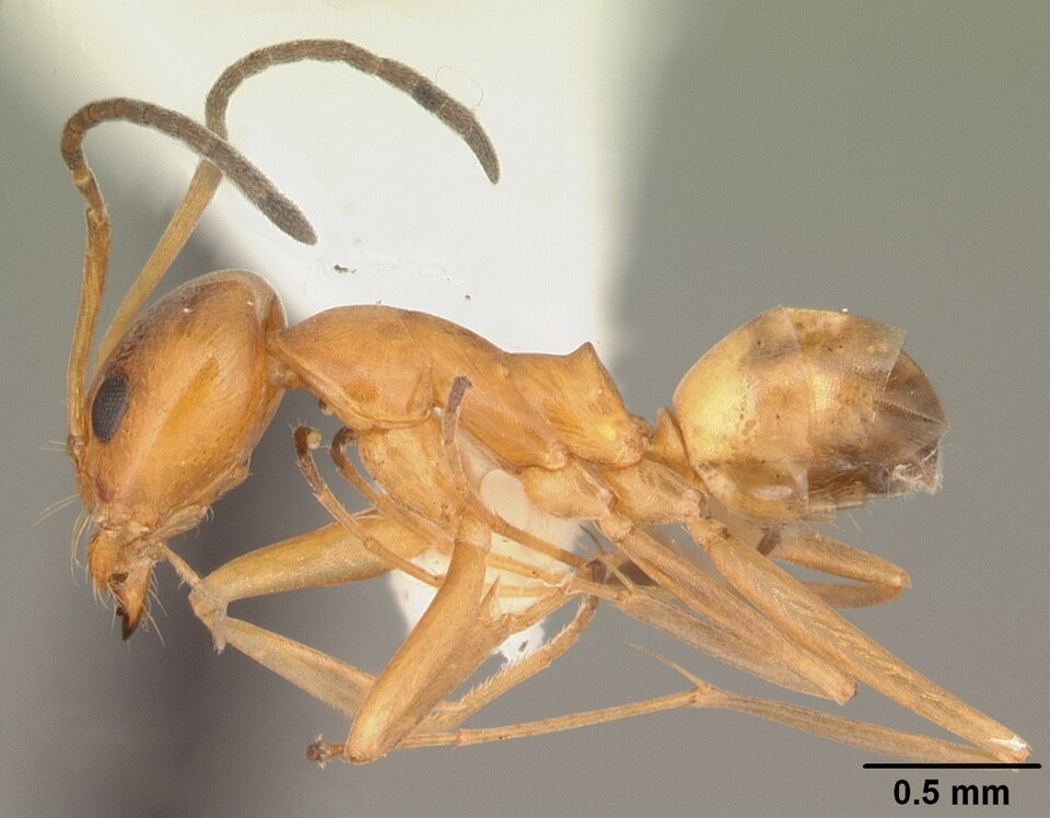 Photo of Buren's pyramid ant