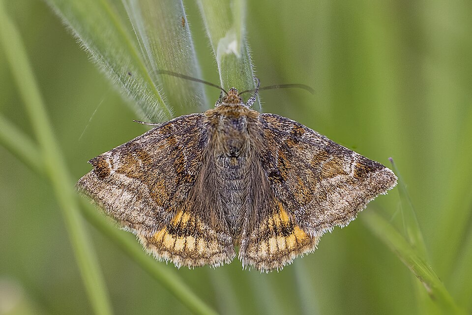 Photo of Burnet companion