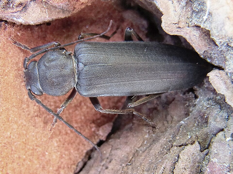 Photo of Burnt pine longhorn
