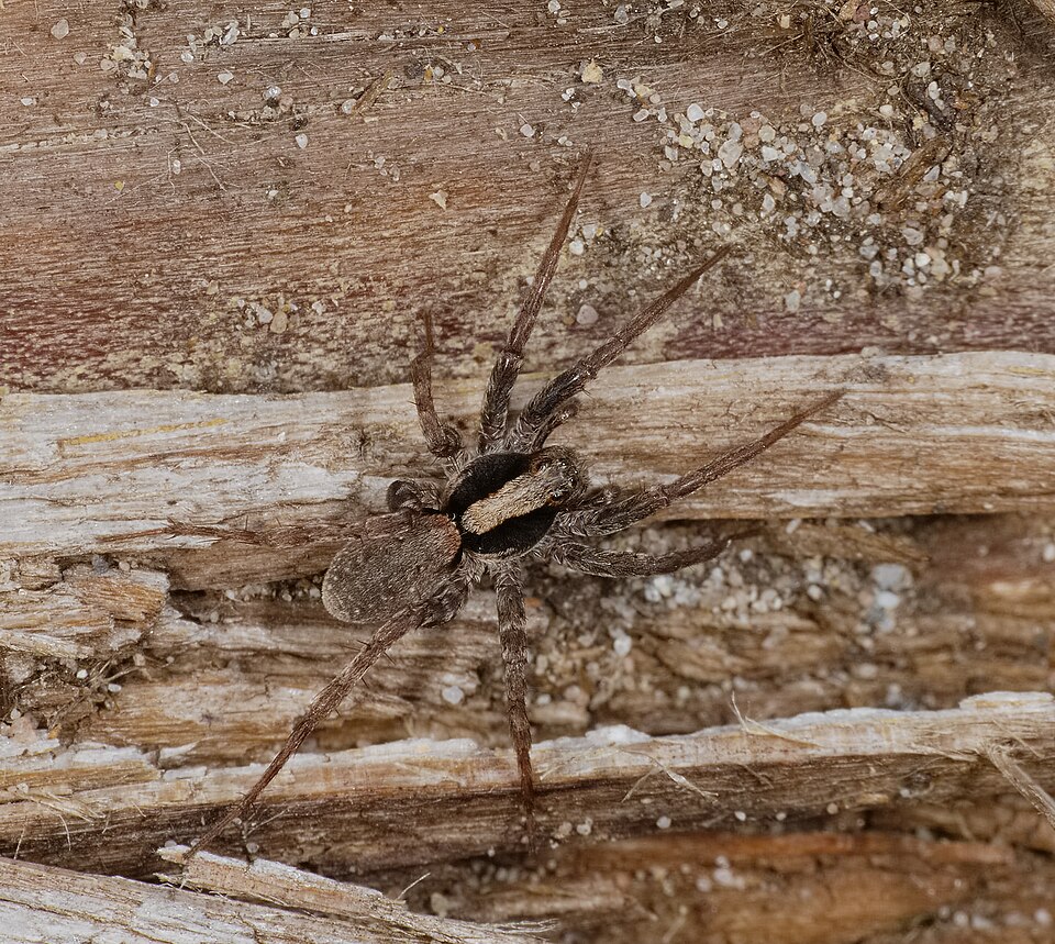 Photo of Burnt wolf spider