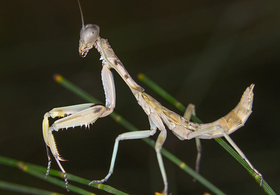 Photo of Burying mantis