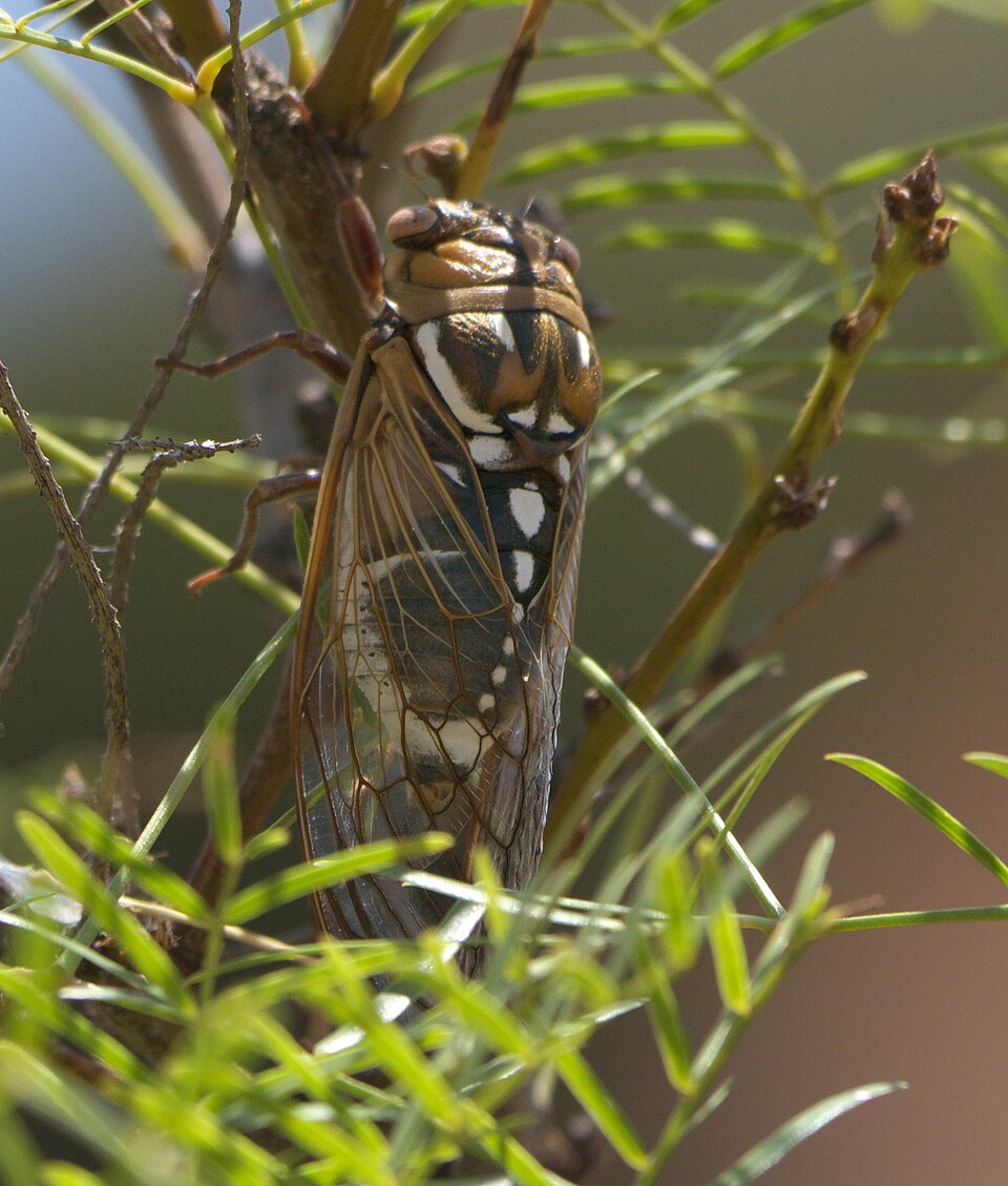 Photo of Bush cicada