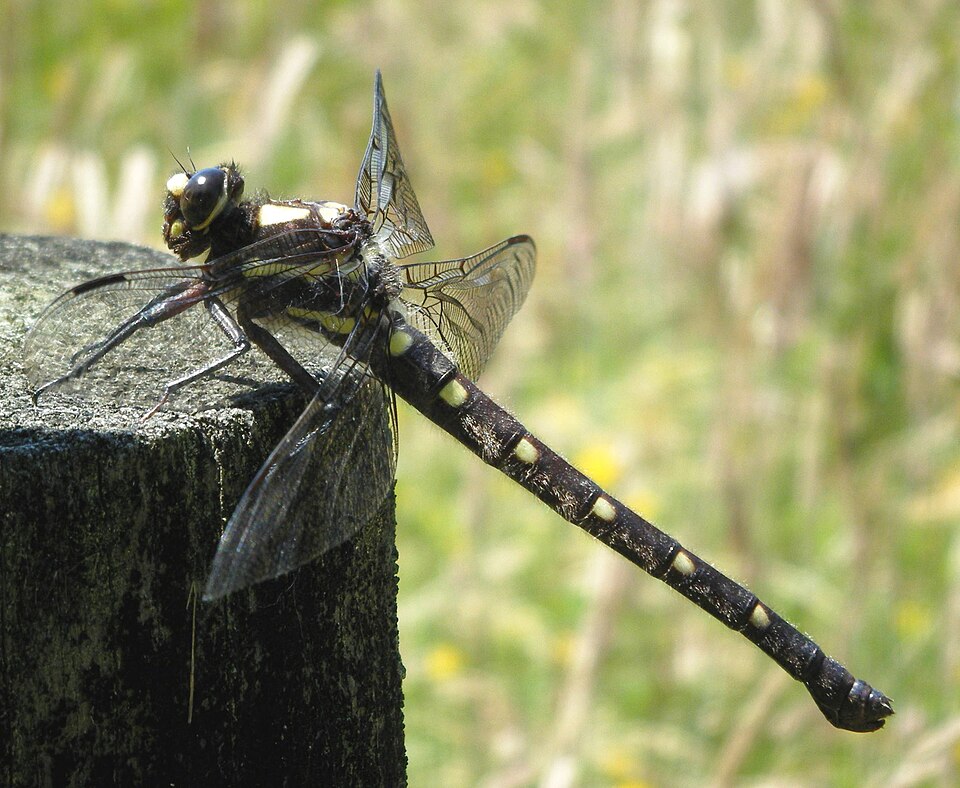 Photo of Bush giant dragonfly