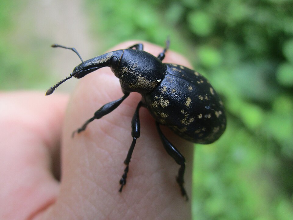Photo of Butterbur weevil