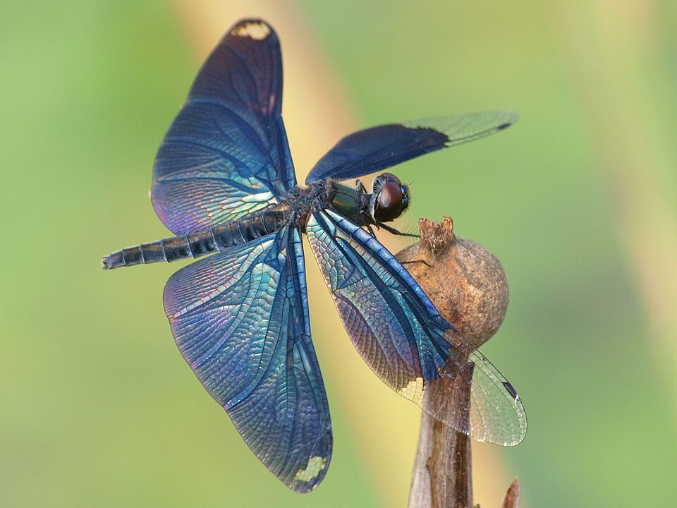 Photo of Butterfly flutterer