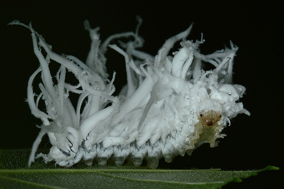 Photo of Butternut woollyworm sawfly