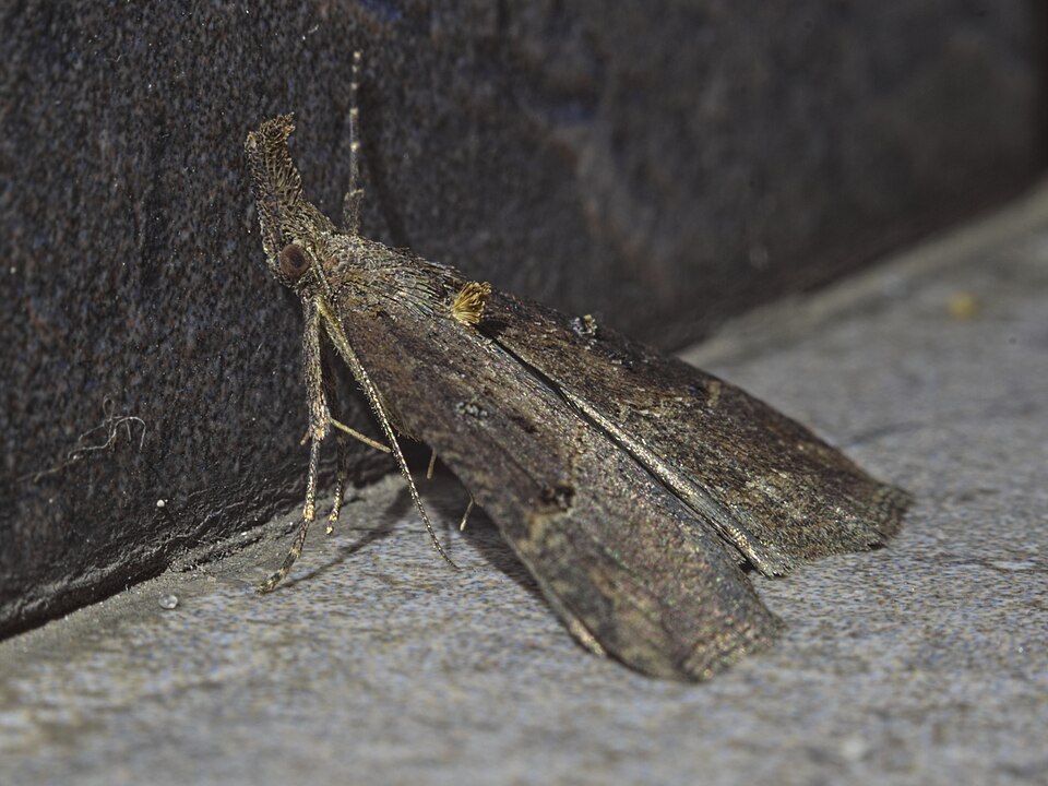 Photo of Buttoned snout