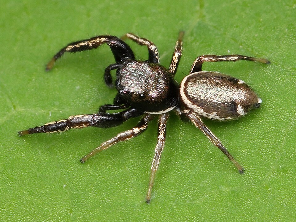 Photo of Buttonhook leafbeetle jumping spider