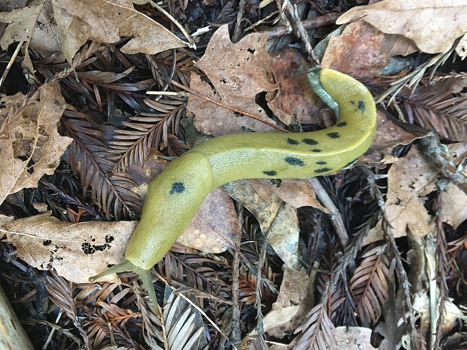 Photo of Button's banana slug