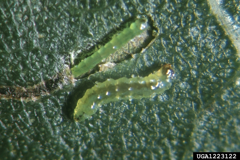Photo of Cabbage leafminer