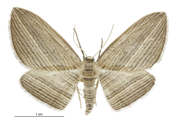 Photo of Cabbage tree moth