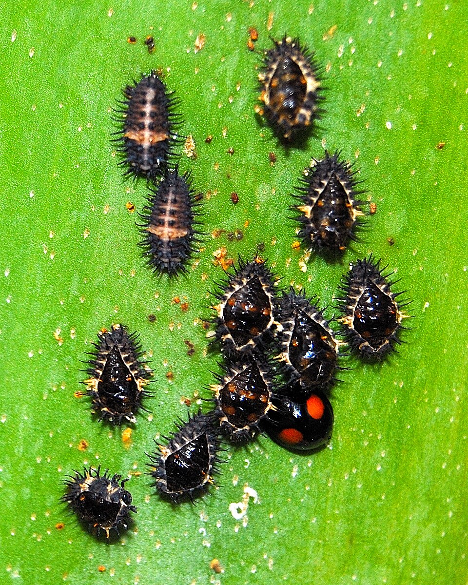 Photo of Cactus lady beetle