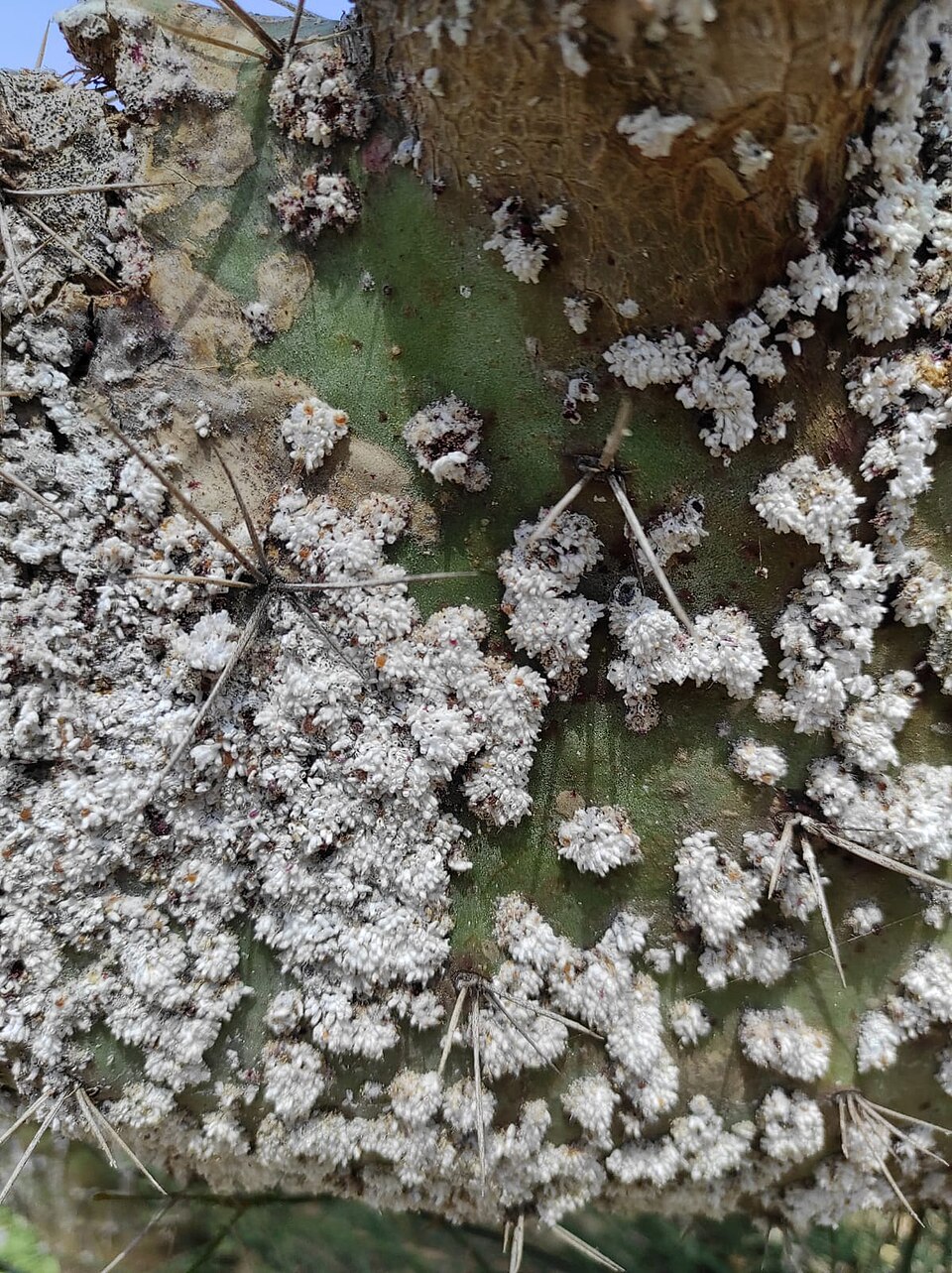 Photo of Cactus scattered cochineal