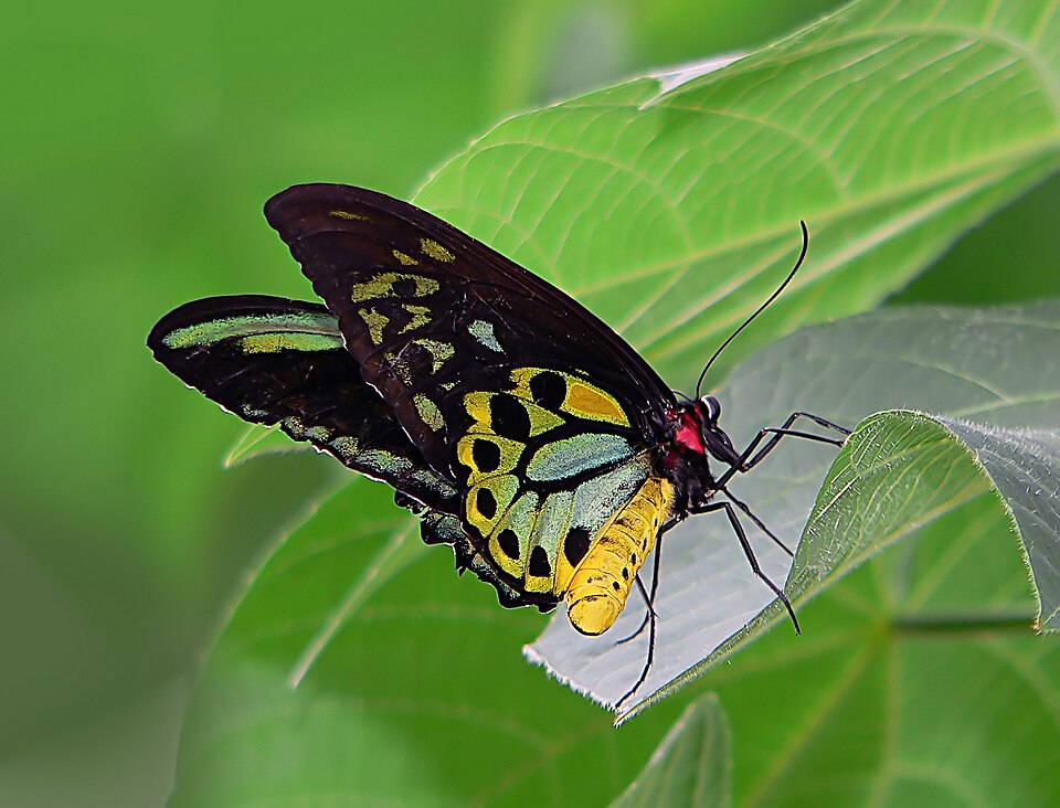 Photo of Cairns birdwing