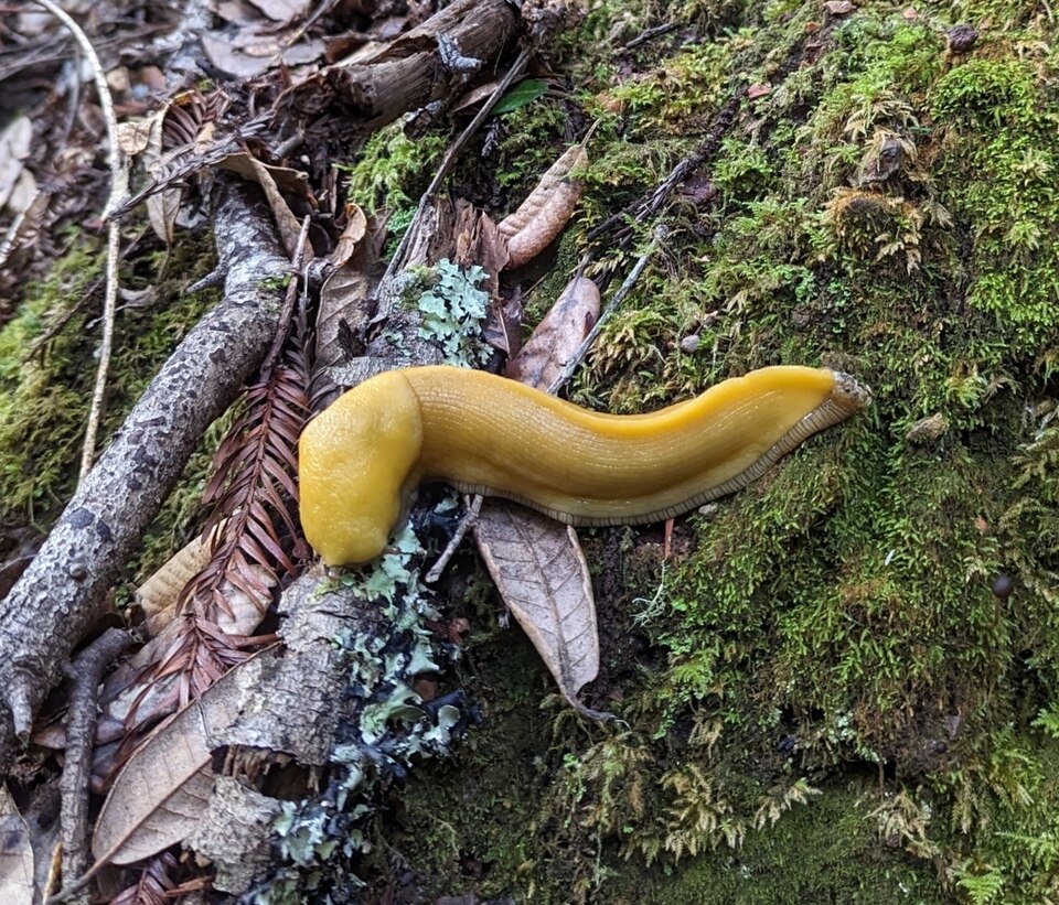 Photo of California banana slug
