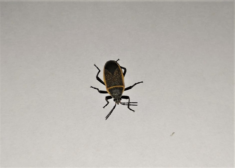 Photo of California bordered plant bug