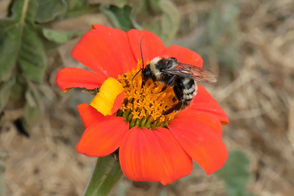 Photo of California bumble bee
