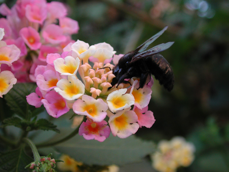 Photo of California carpenter bee